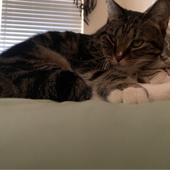 Meet your Posher, Mj - Picture 2 of 4